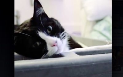 Therapy Cat i Angielski w Szpitalu #EnglishUp